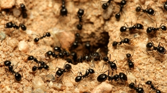 A macro shot of black ants working together.