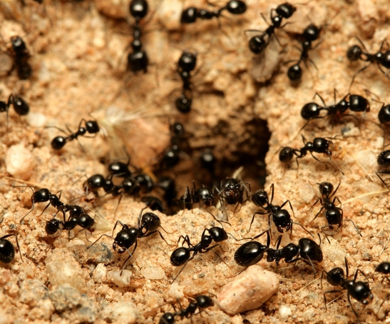 A macro shot of black ants working together.