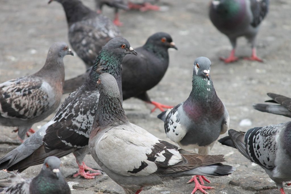 Pombo-comum - Aves - InfoEscola